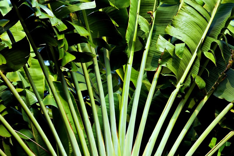 Hawaii Tropical Botanical Garden, USA