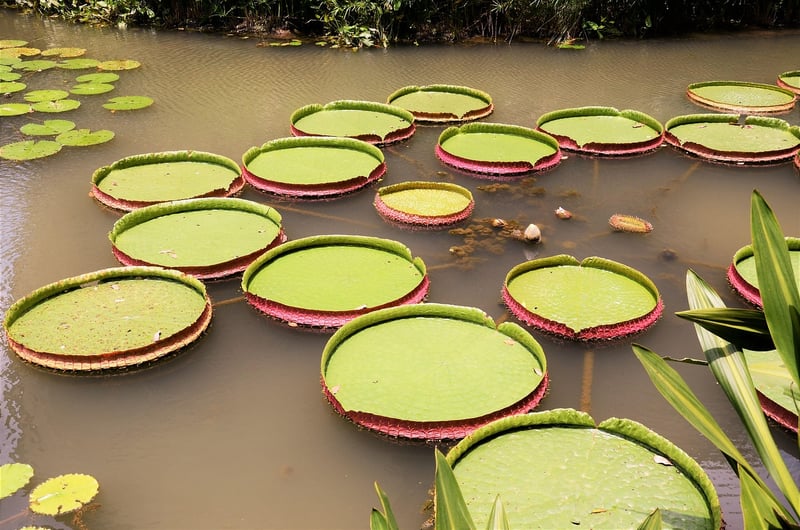 Singapore Botanic Gardens, Singapore